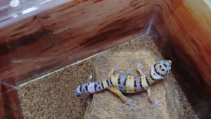 サムネイル1