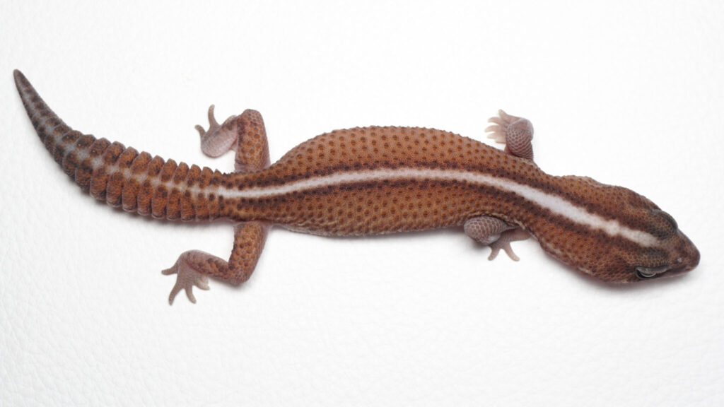 パターンレス66%hetオレオ