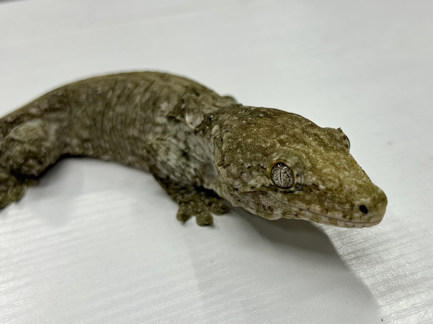 ブラックポワンディミエクロス