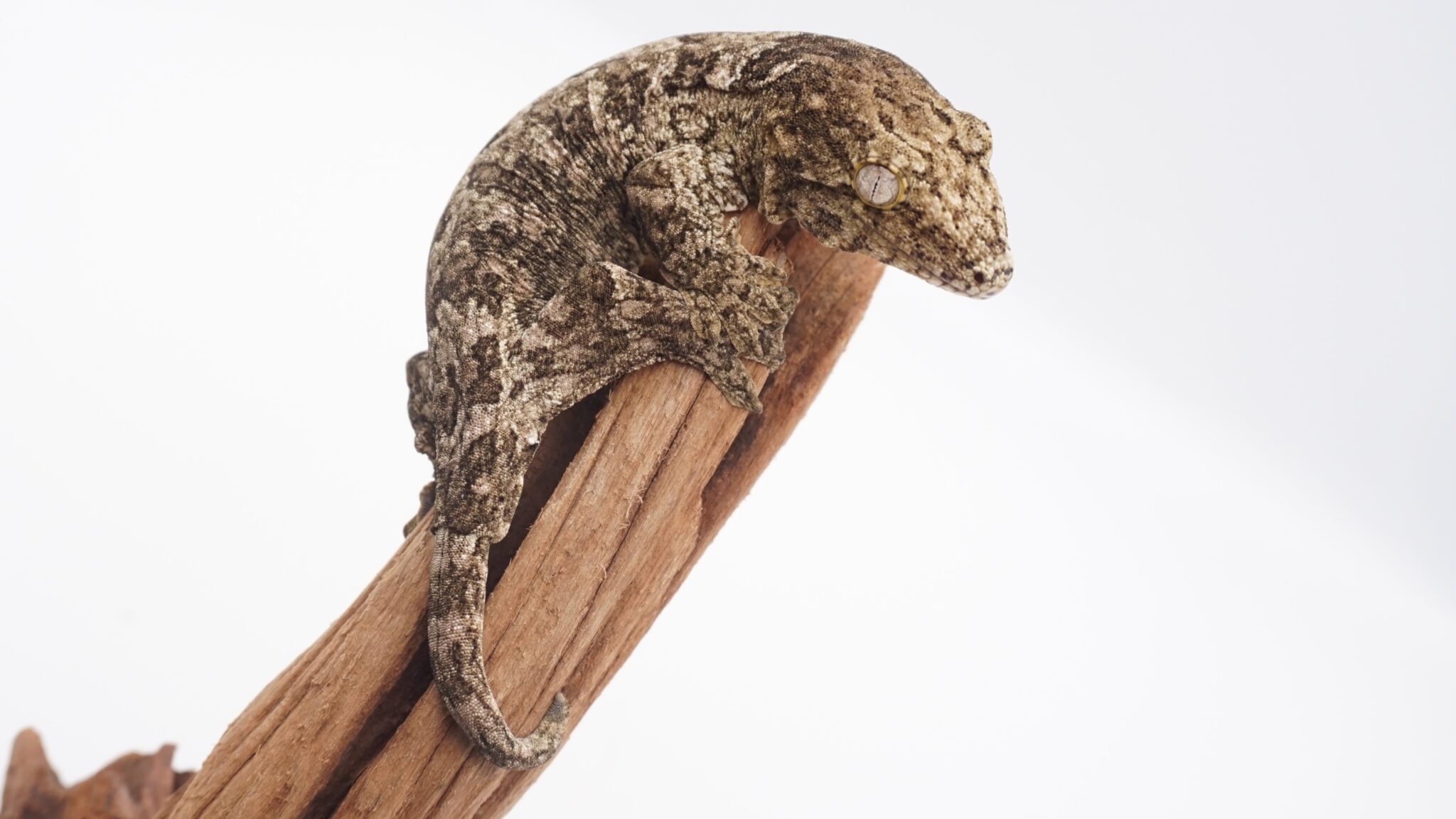 ジャイアントゲッコー ブラックポワンディミエ