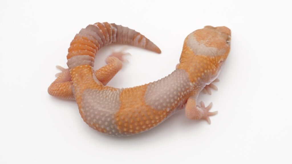 タンジェリンアメル