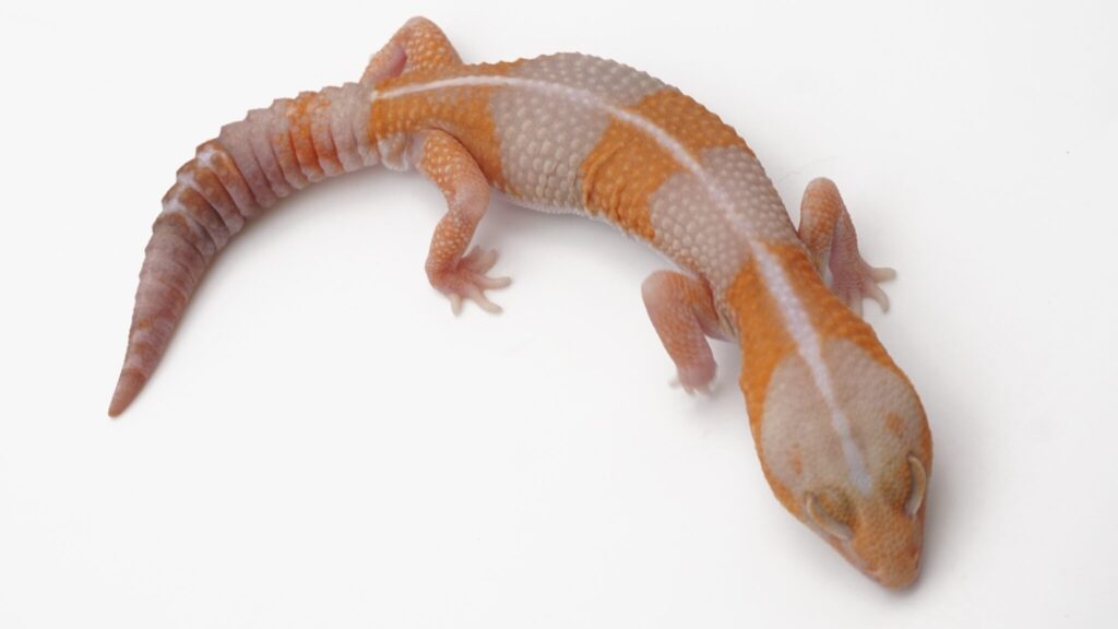 タンジェリンアメル