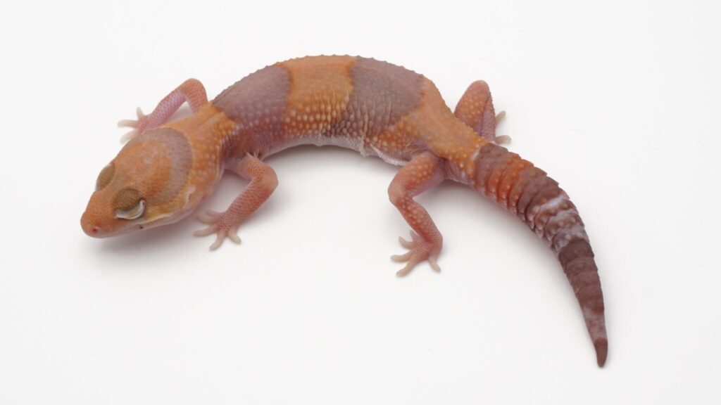 タンジェリンアメル