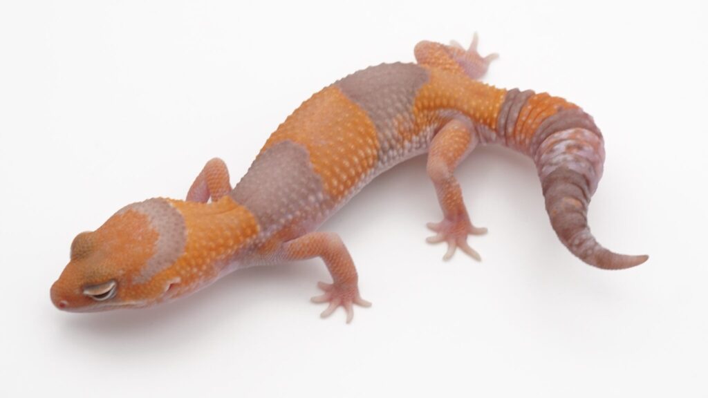 タンジェリンアメル