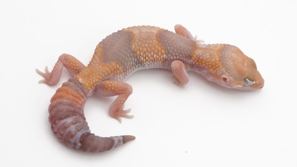 タンジェリンアメル