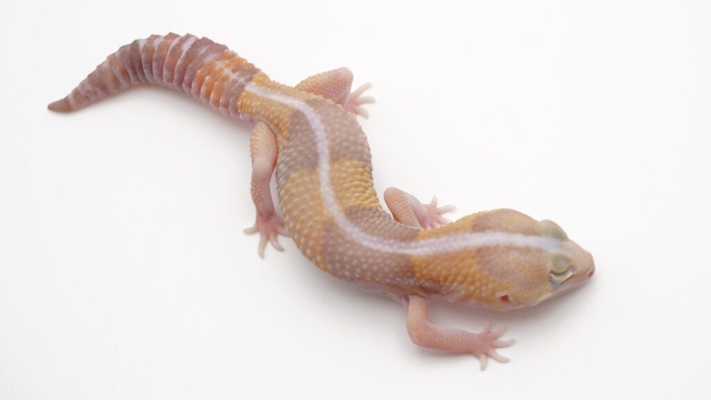 タンジェリンアメル