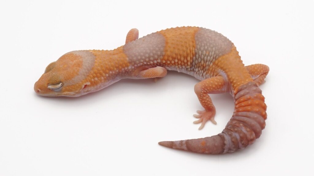 タンジェリンアメル