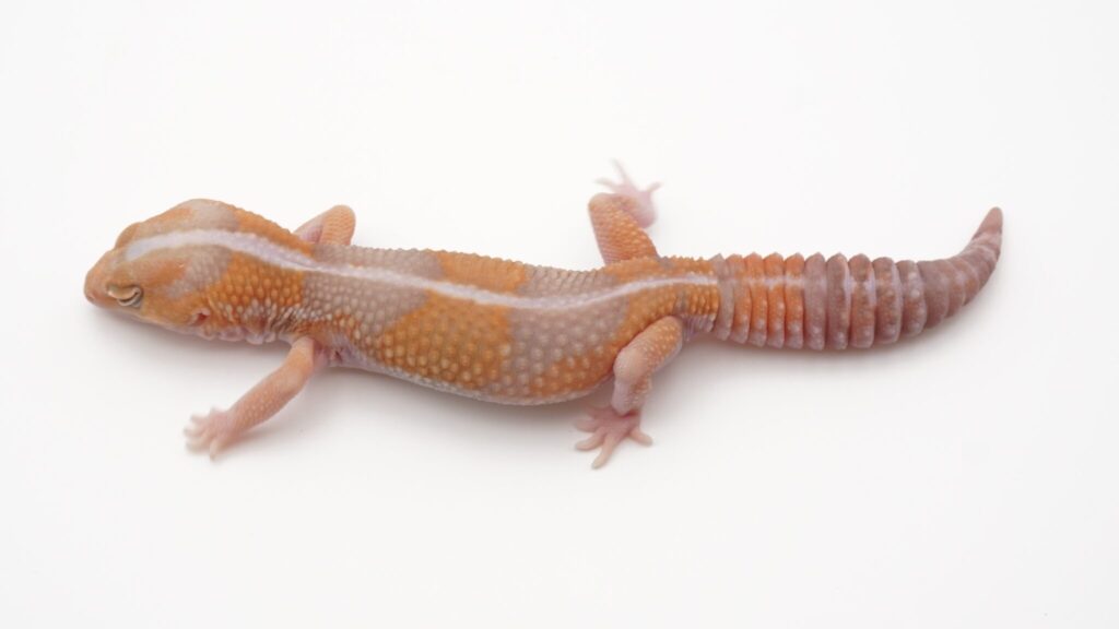 タンジェリンアメル