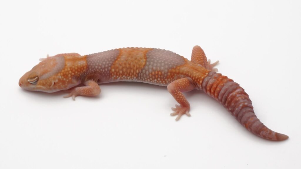 タンジェリンアメル