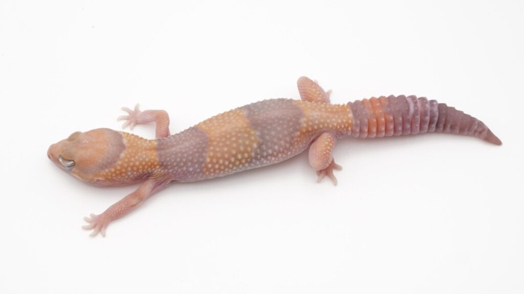 タンジェリンアメル