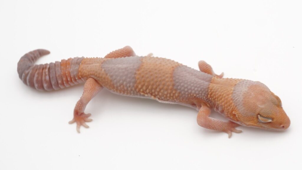 タンジェリンアメル