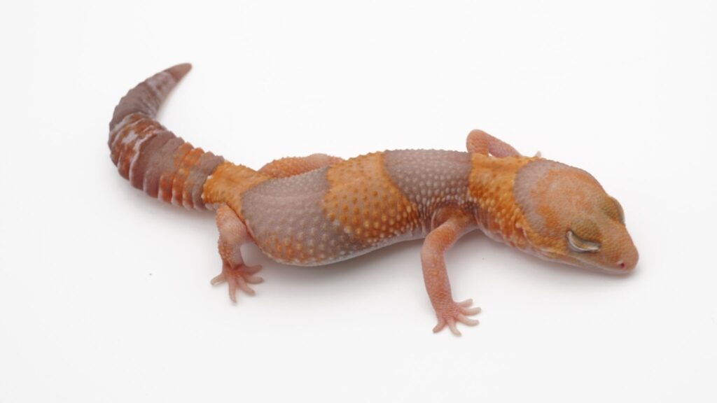 タンジェリンアメル