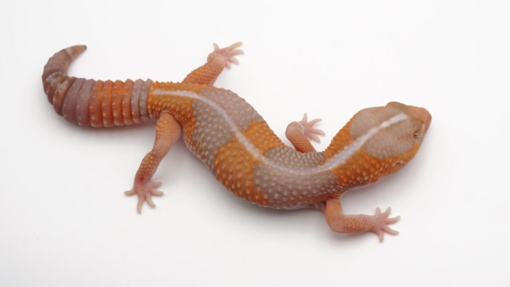 タンジェリンアメル