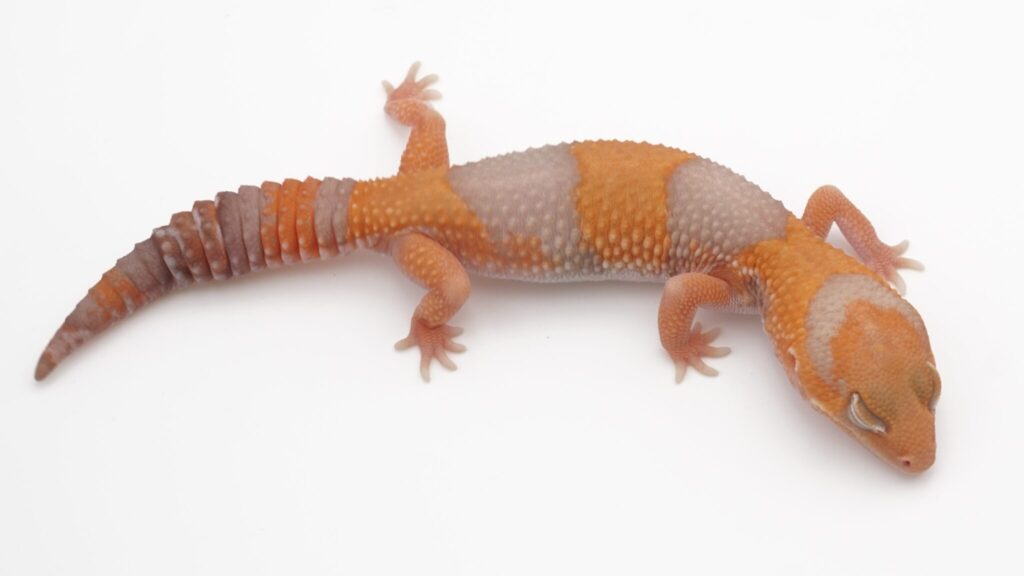 タンジェリンアメル