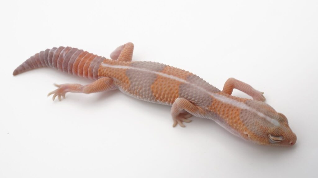 タンジェリンアメル