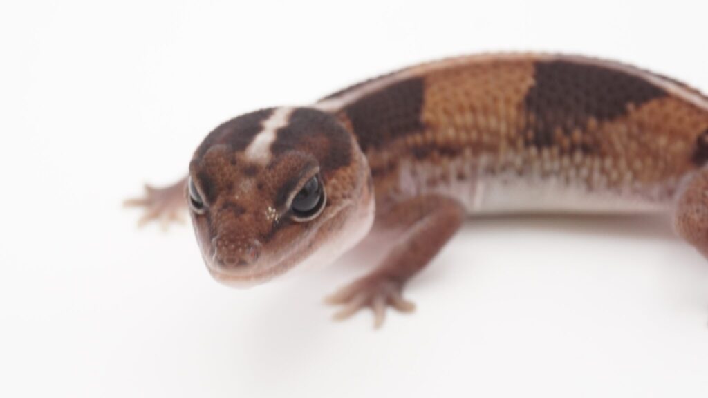 hetオレオ66％hetパターンレス