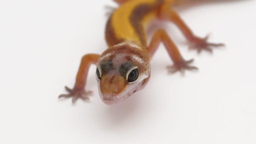 レッドストライプhetレインウォーター