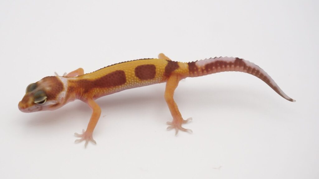 レッドストライプ