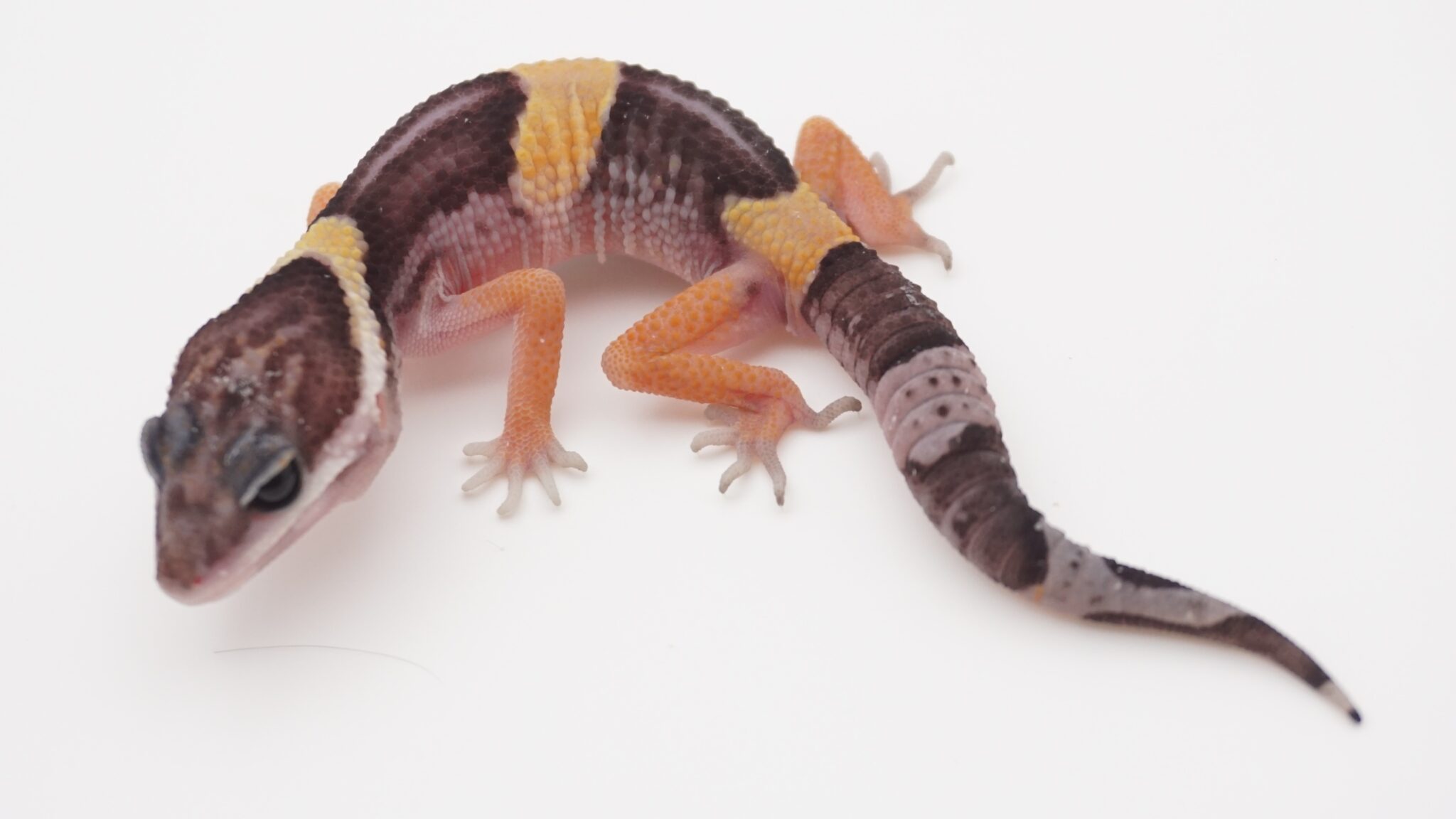 ヒガシインドトカゲモドキ