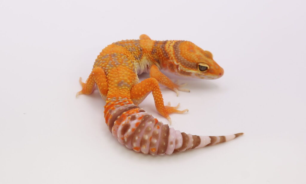 ファイアウォーター