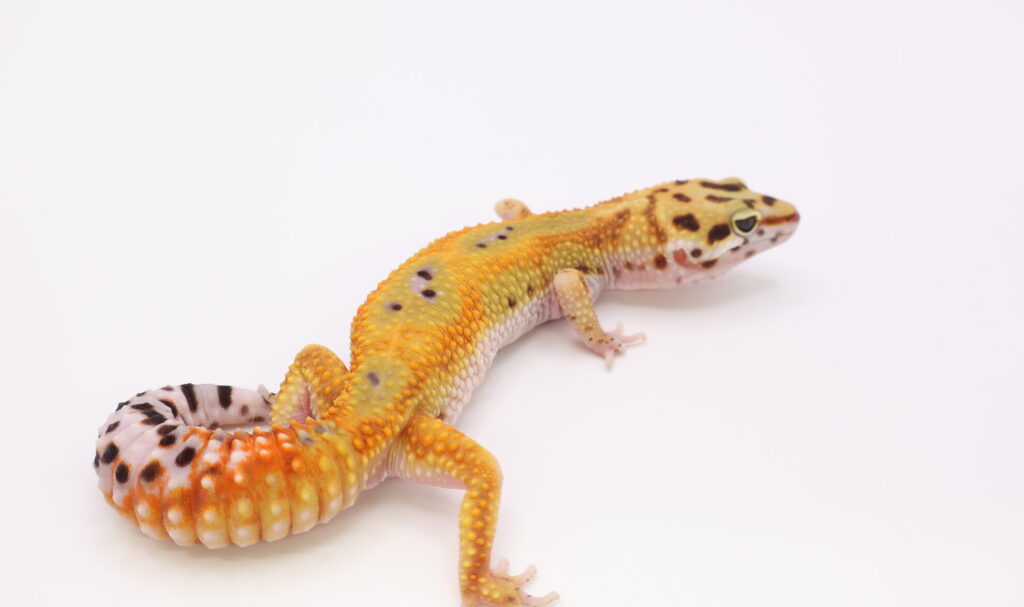 サイクスエメリン