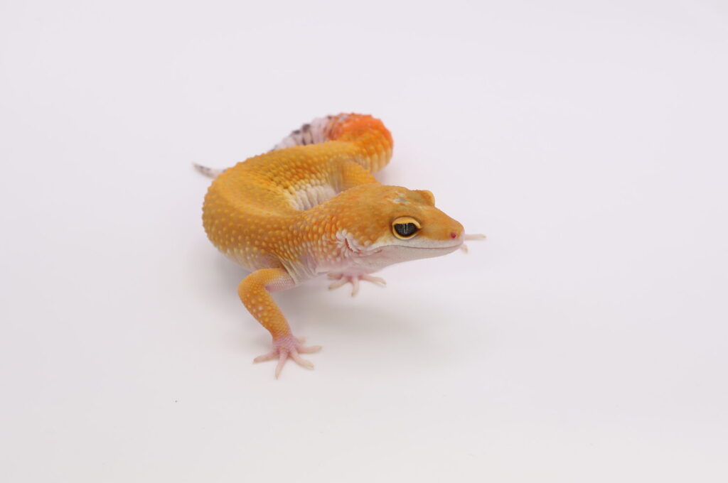 スーパーハイポタンジェリン