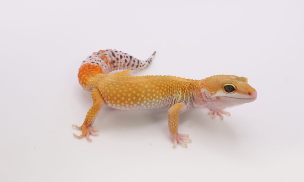 スーパーハイポタンジェリン