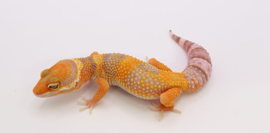 ファイアウォーター