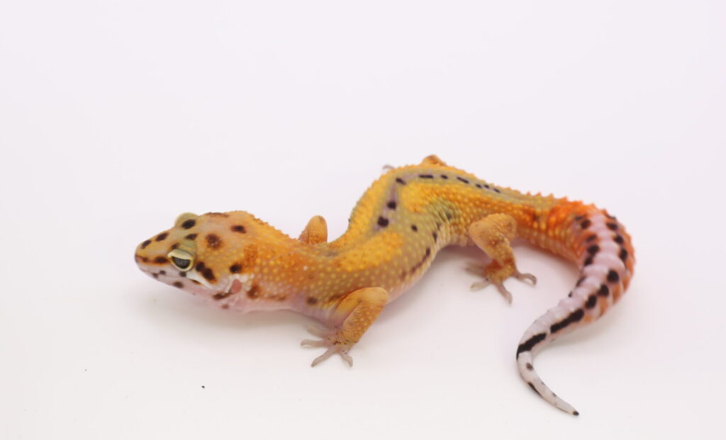 サイクスエメリン