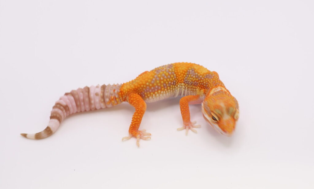 ファイアウォーター