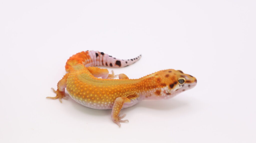 サイクスエメリン