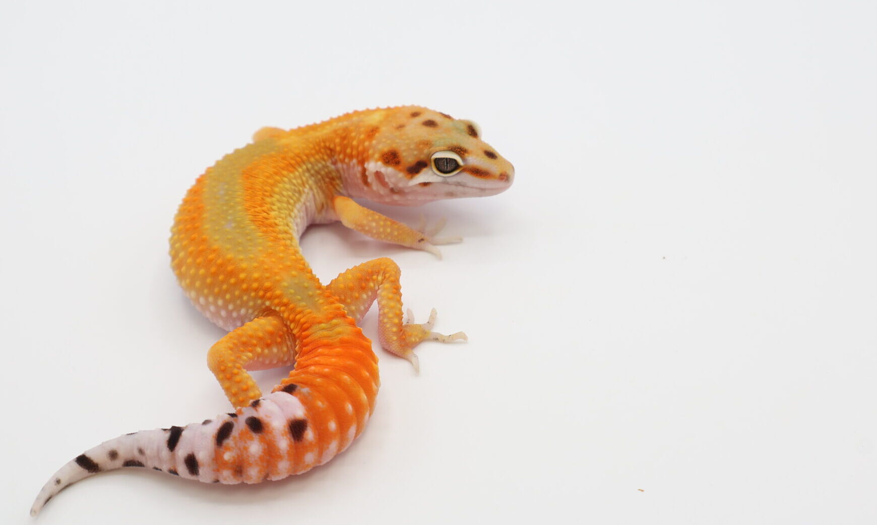 サイクスエメリン