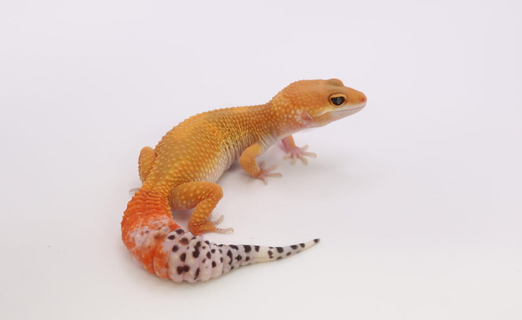 スーパーハイポタンジェリン