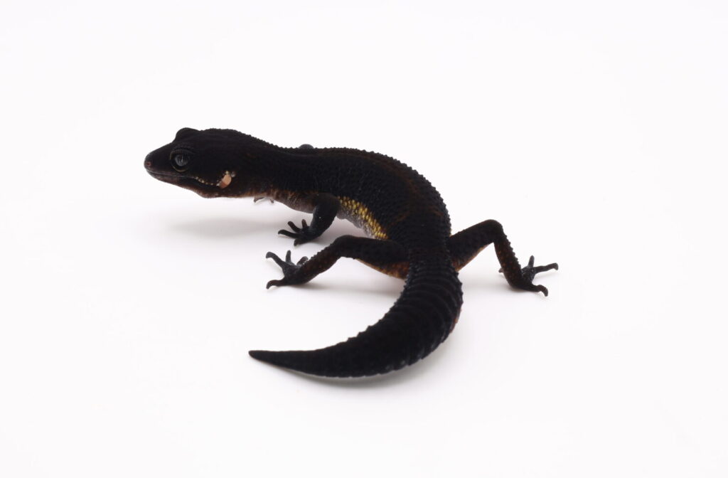 ピュアブラックナイト