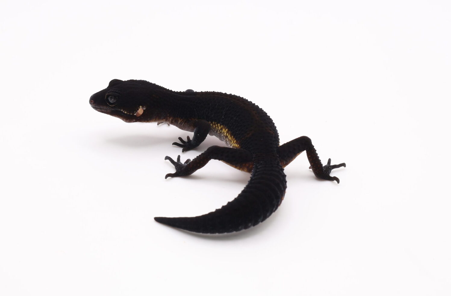 ピュアブラックナイト